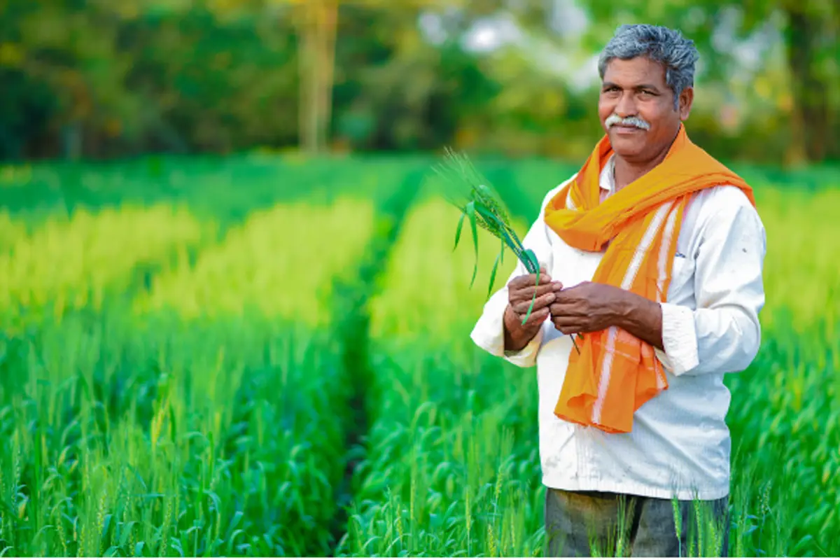 Farmer standing in a green field in Maharashtra